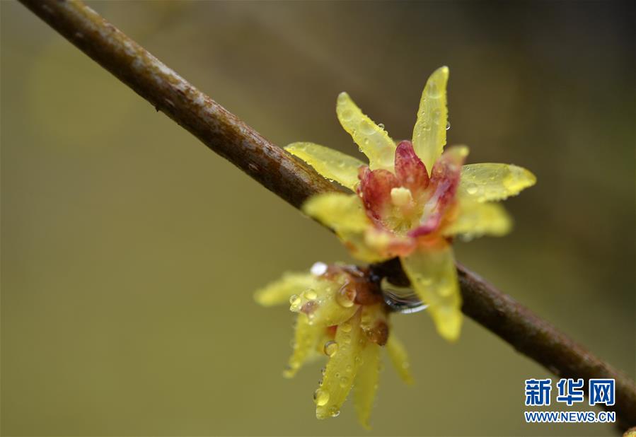 #(新華視界)(3)湖北宣恩:臘月花爭艷