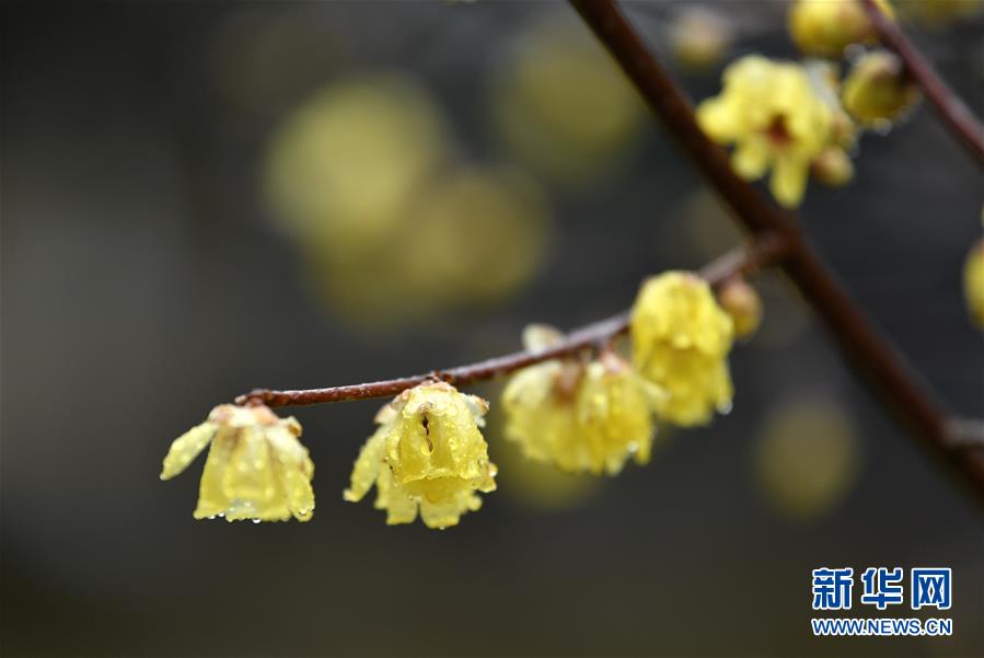 #(新華視界)(4)湖北宣恩:臘月花爭艷