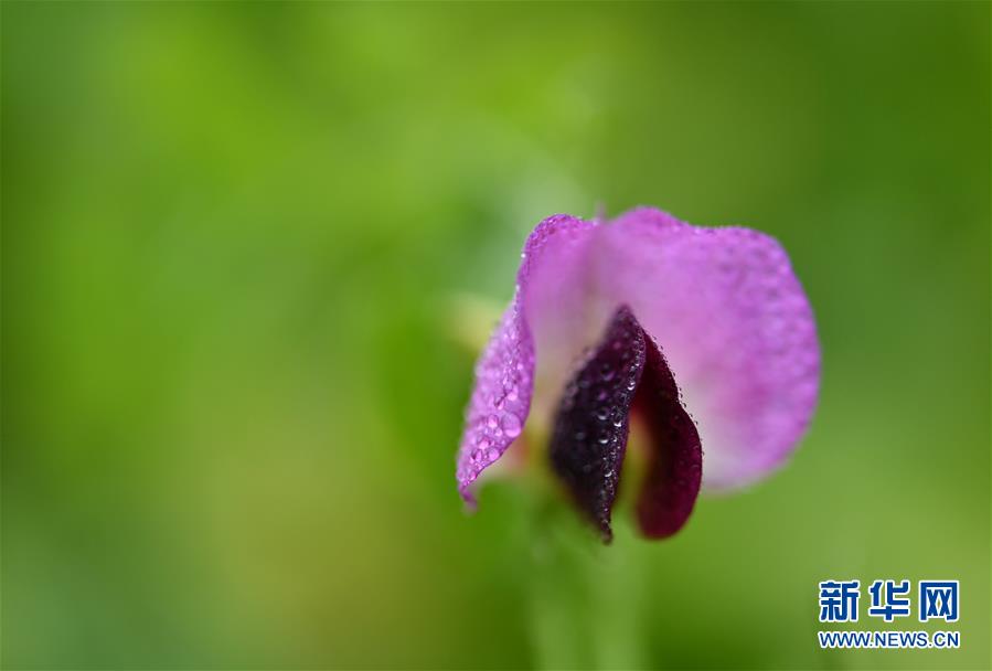 #(新華視界)(2)湖北宣恩:臘月花爭艷