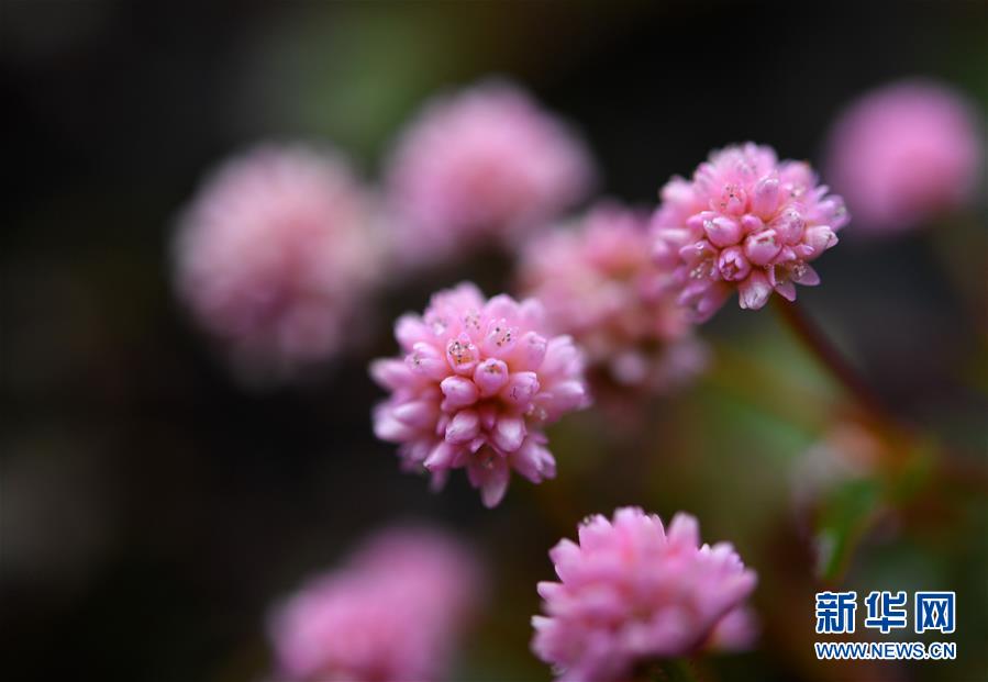 #(新華視界)(7)湖北宣恩:臘月花爭艷