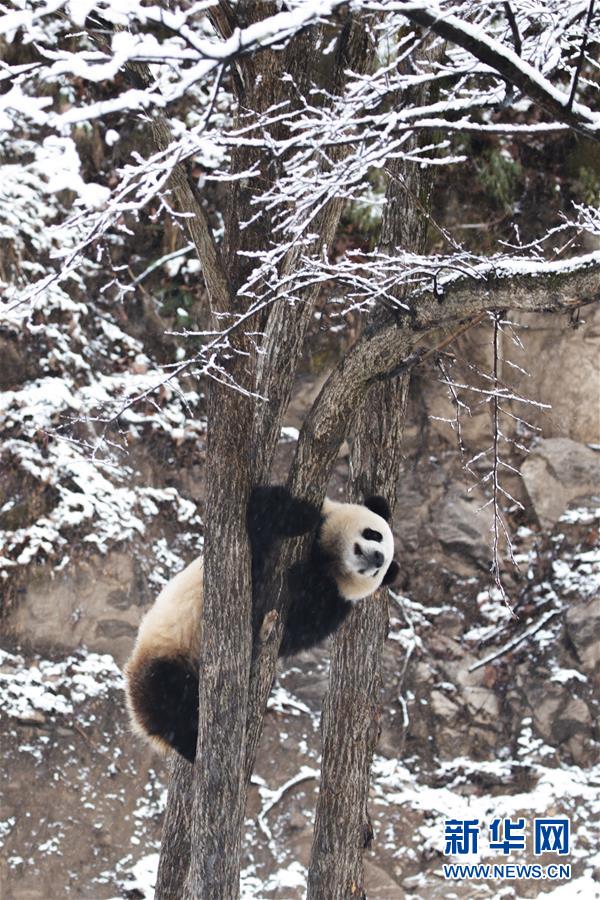 #(環境)(3)瑞雪降 熊貓樂