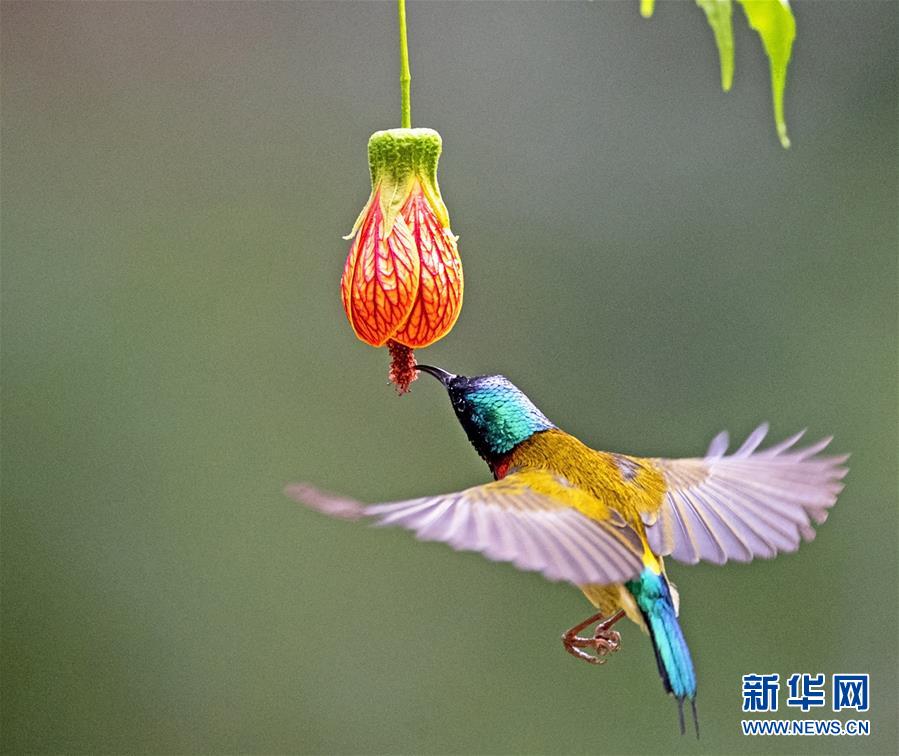 (新華視界)(1)福州:“亞洲蜂鳥”懸停覓食