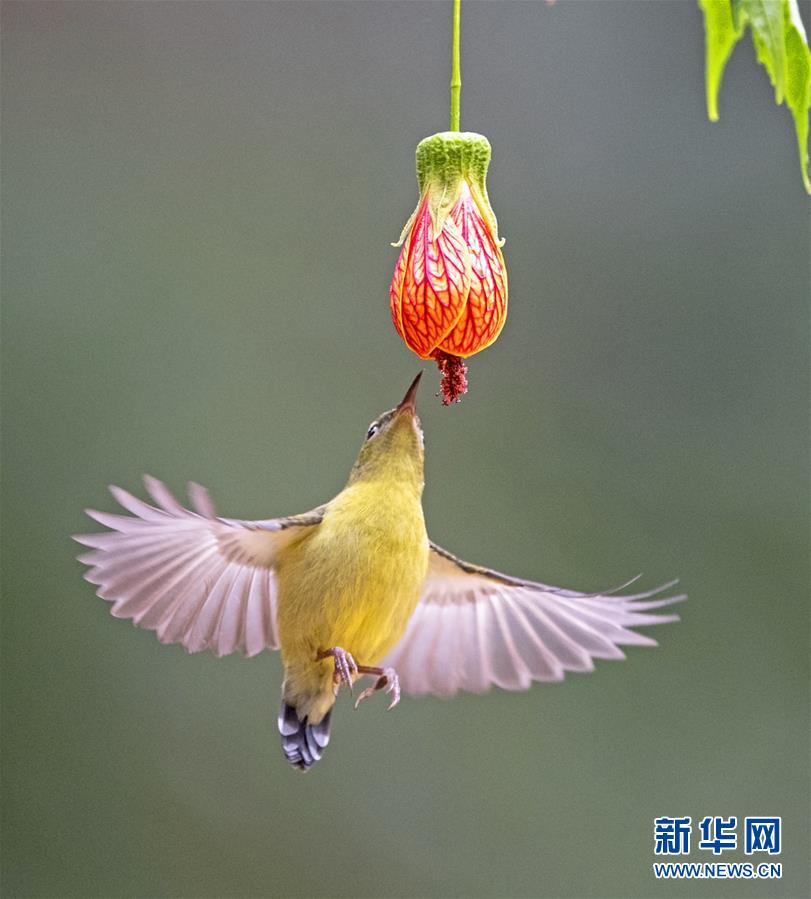 (環境)(2)福州:“亞洲蜂鳥”懸停覓食