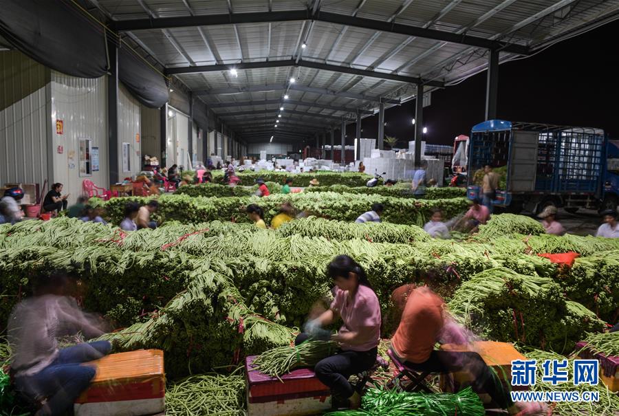 (社會)(10)海南冬季瓜菜進入上市旺季
