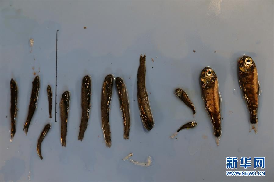 （圖文互動(dòng)）（9）這里到處生機(jī)勃勃——南極宇航員海動(dòng)物世界探秘