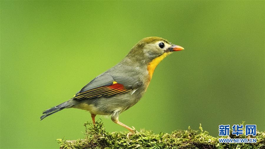 (環境)(3)此鳥最相思