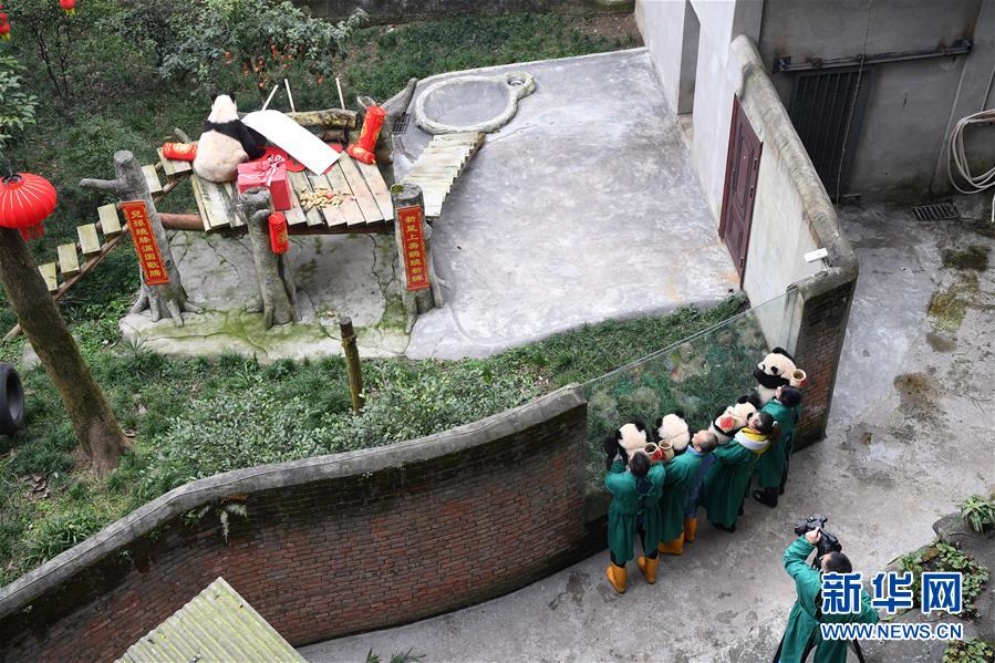 (社會(huì))(4)大熊貓寶寶鬧新春