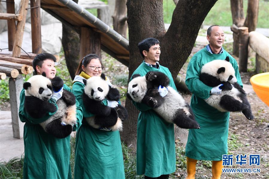 (社會(huì))(5)大熊貓寶寶鬧新春