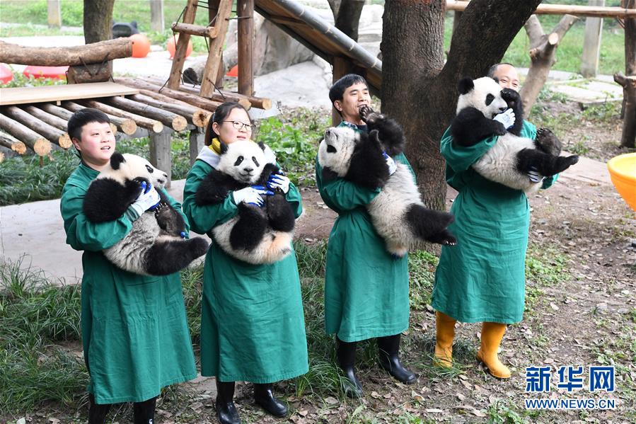 (社會(huì))(6)大熊貓寶寶鬧新春