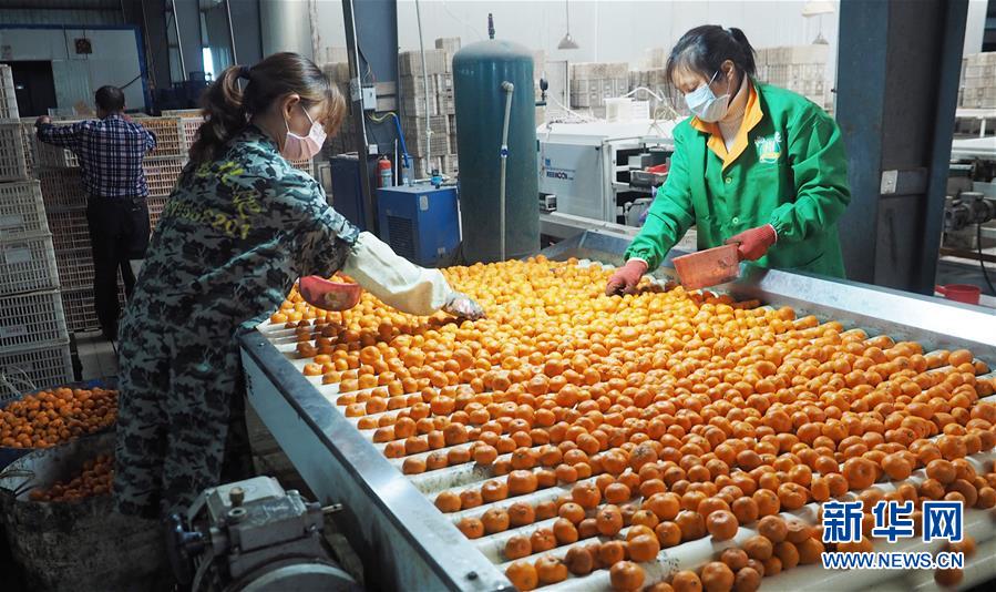 (經濟)(2)江西南豐:蜜桔銷售企業復工復產