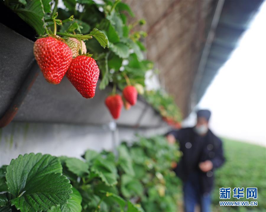 （經濟）（2）沈陽：大棚果蔬生產忙