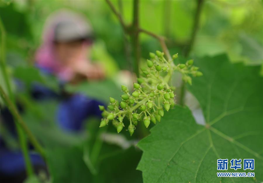 （經濟）（5）沈陽：大棚果蔬生產忙