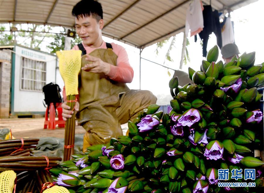 (經(jīng)濟(jì))(3)海口:花農(nóng)復(fù)工忙