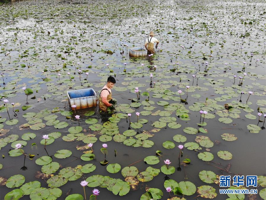 (經濟)(5)海口:花農復工忙