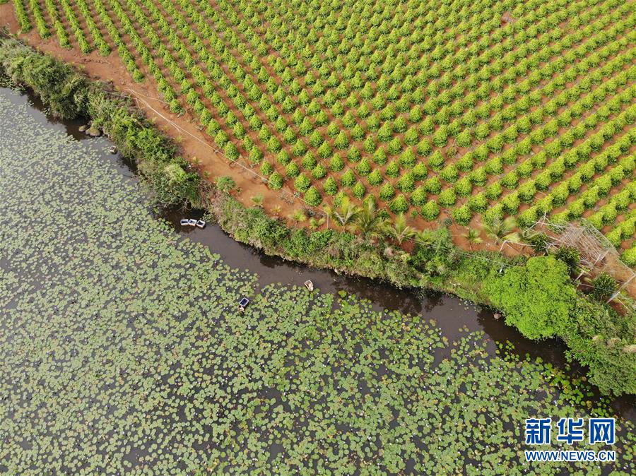 (經(jīng)濟(jì))(2)海口:花農(nóng)復(fù)工忙