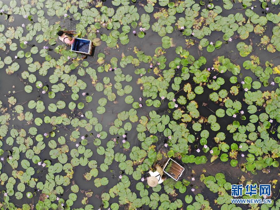 (經濟)(4)海口:花農復工忙