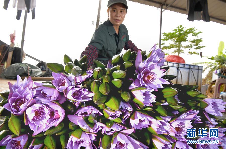 (經濟)(6)海口:花農復工忙