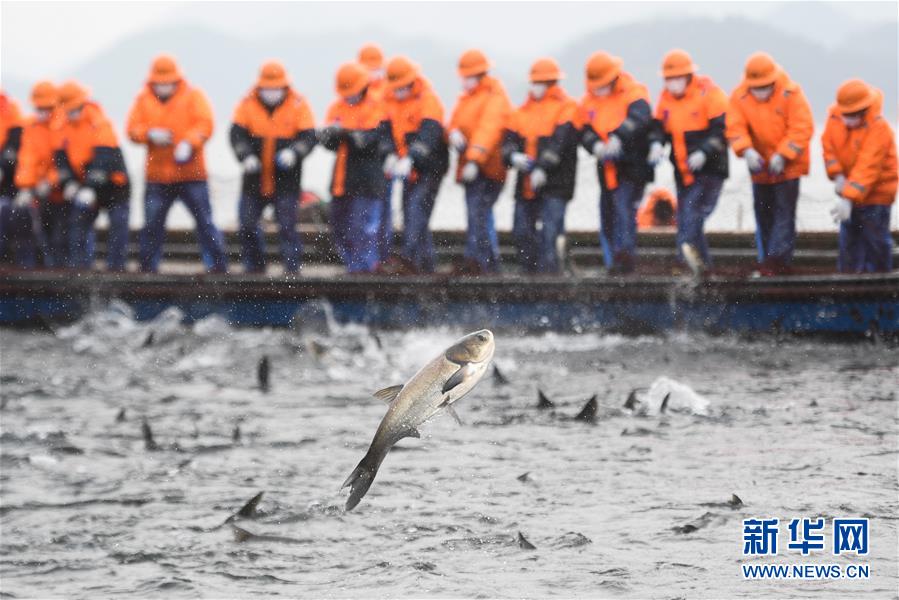 (社會)(2)浙江千島湖新春開捕 義賣鮮魚助力抗擊疫情