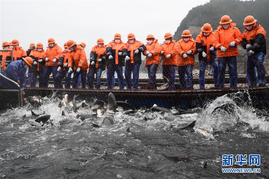 (社會)(3)浙江千島湖新春開捕 義賣鮮魚助力抗擊疫情