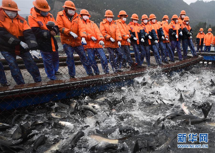 (社會)(5)浙江千島湖新春開捕 義賣鮮魚助力抗擊疫情