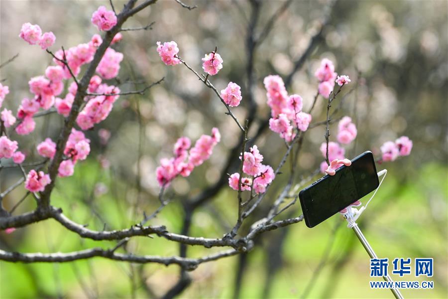 (環境)(4)南京:梅花綻放春意濃
