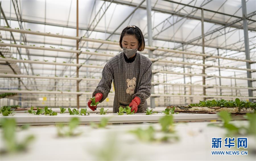 （圖文互動）（3）下田不沾泥 阡陌連坡地——“云南第一壩”春日見聞