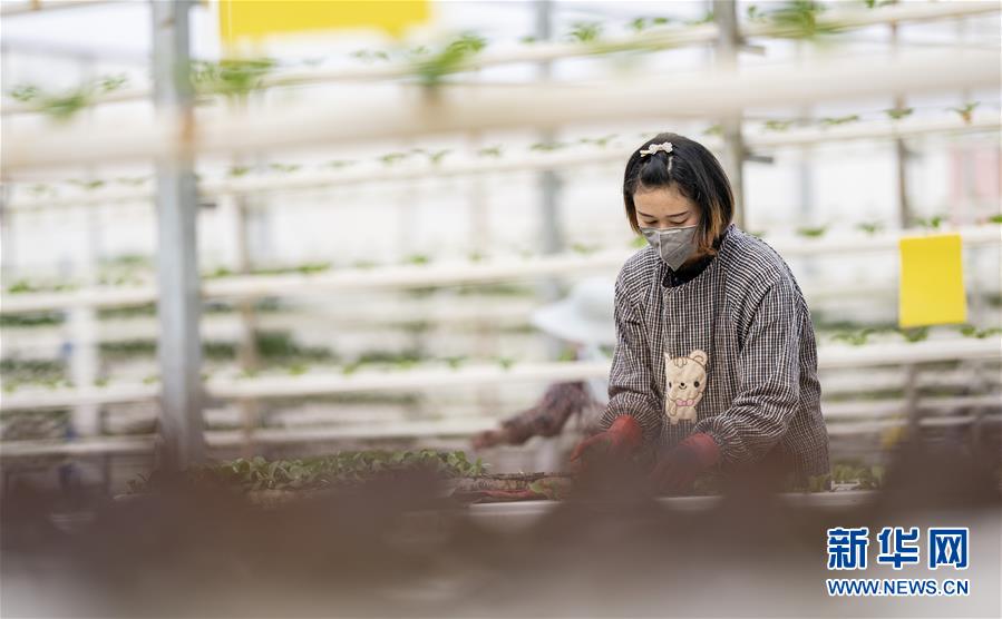 （圖文互動）（2）下田不沾泥 阡陌連坡地——“云南第一壩”春日見聞