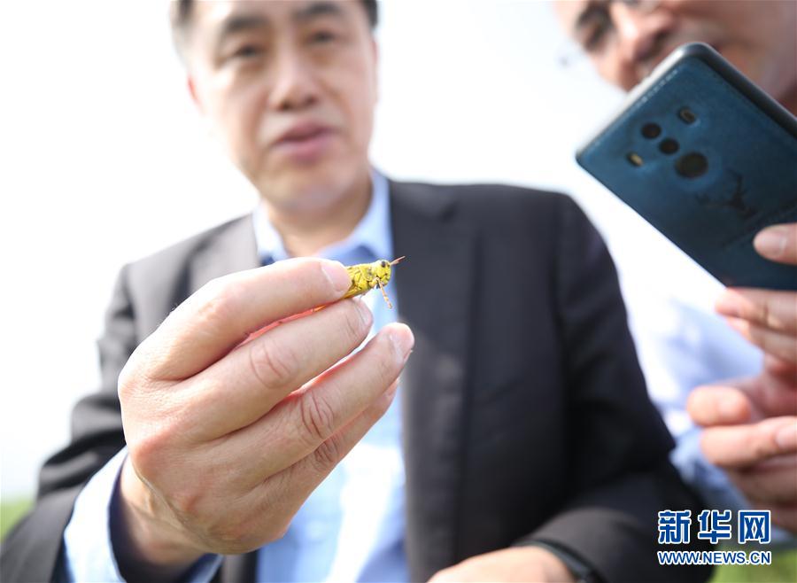 (國際·圖文互動)(5)通訊:中國專家千里追蝗
