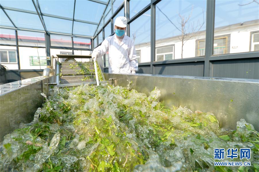 (社會(huì))(2)河北磁縣:蒲公英花開(kāi)促增收