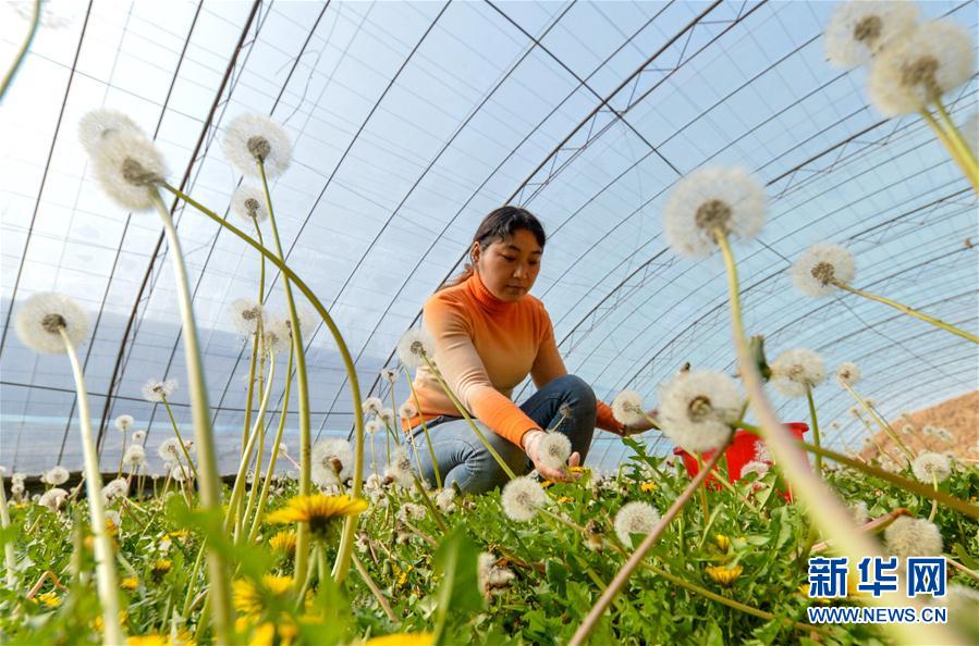 (社會(huì))(4)河北磁縣:蒲公英花開(kāi)促增收