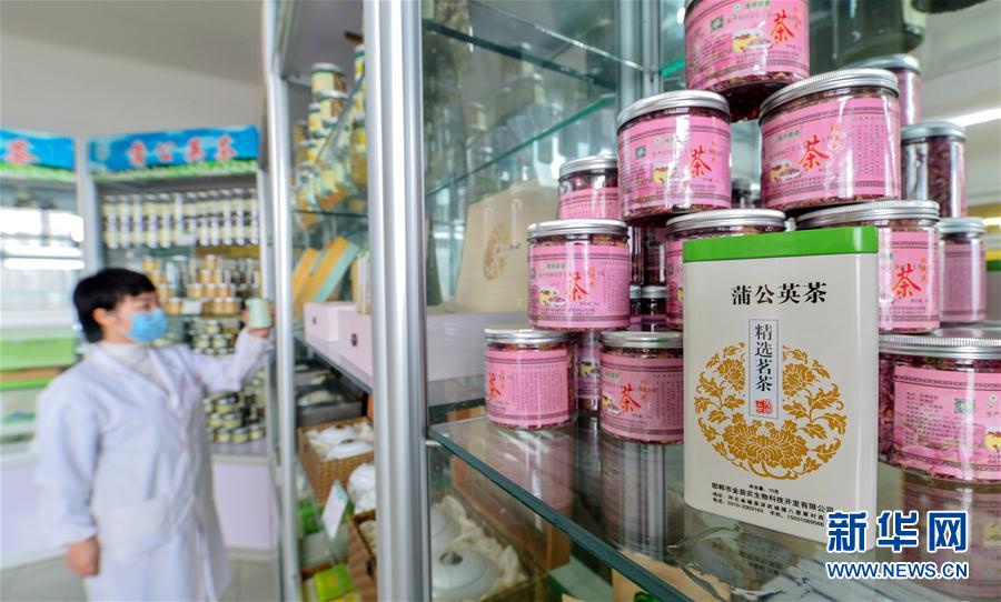 (社會(huì))(3)河北磁縣:蒲公英花開(kāi)促增收