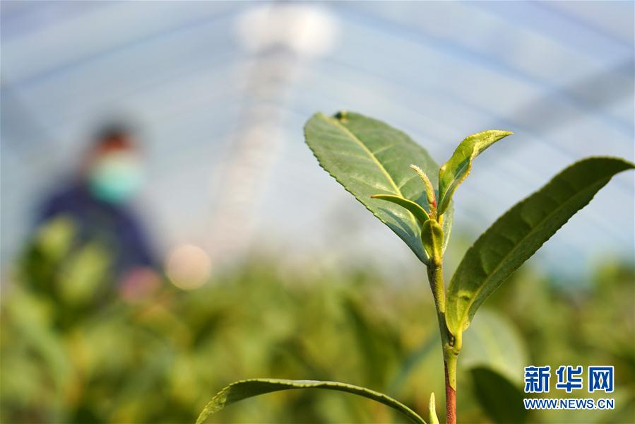 #（經濟）（2） 河北臨城：防疫春管兩不誤 太行茶園農事忙