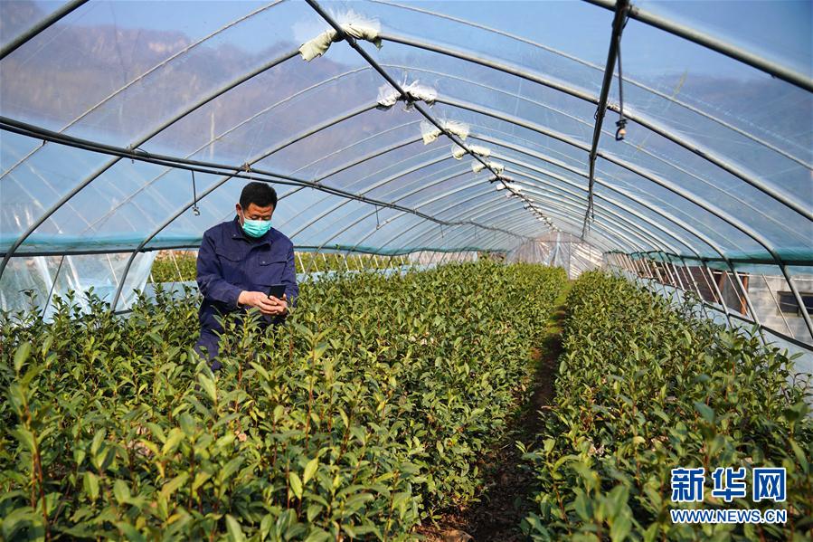 #（經濟）（4） 河北臨城：防疫春管兩不誤 太行茶園農事忙