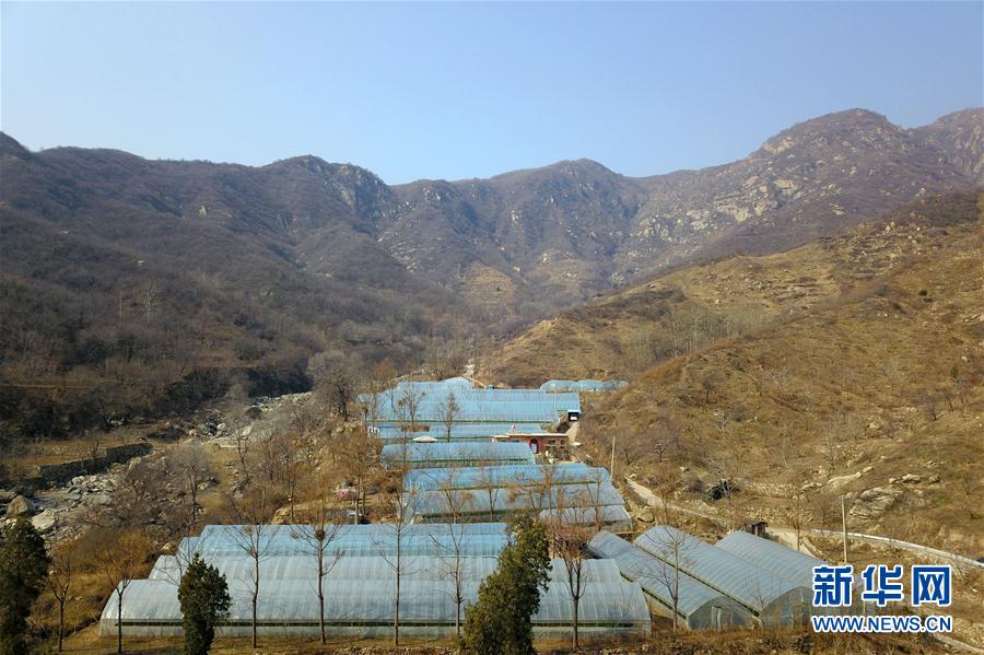 #（經濟）（6） 河北臨城：防疫春管兩不誤 太行茶園農事忙