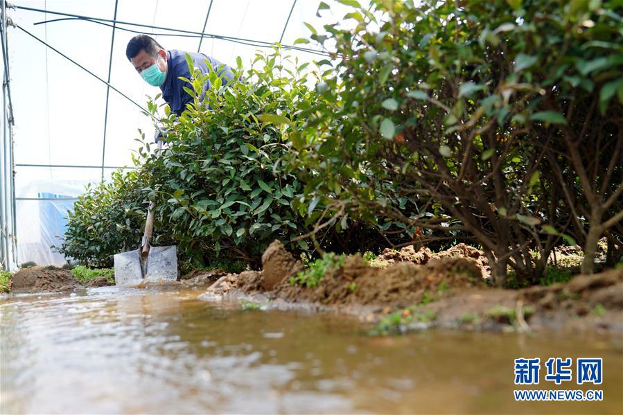 #（經濟）（5） 河北臨城：防疫春管兩不誤 太行茶園農事忙