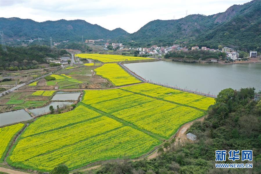 (生態)(4)油菜花開布谷湖
