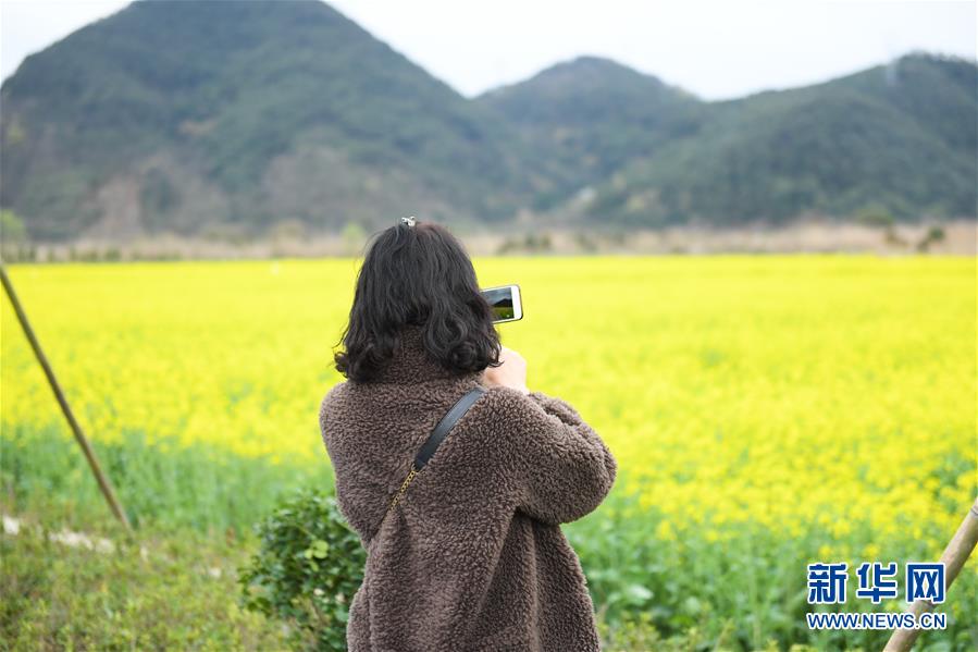 (生態)(1)油菜花開布谷湖