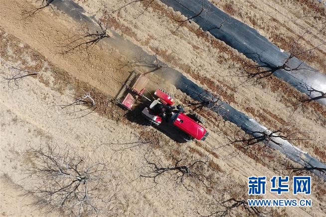 （抓好春耕備耕 穩(wěn)住農(nóng)業(yè)生產(chǎn)·圖文互動）（2）從“百棗園”到“科技小院”——山西青年農(nóng)民譜寫特色春耕“交響曲”