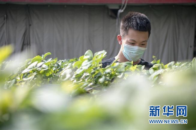 （抓好春耕備耕 穩(wěn)住農(nóng)業(yè)生產(chǎn)·圖文互動）（4）從“百棗園”到“科技小院”——山西青年農(nóng)民譜寫特色春耕“交響曲”