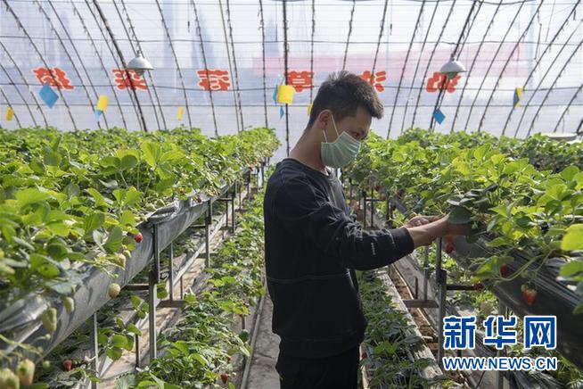 （抓好春耕備耕 穩(wěn)住農(nóng)業(yè)生產(chǎn)·圖文互動）（3）從“百棗園”到“科技小院”——山西青年農(nóng)民譜寫特色春耕“交響曲”
