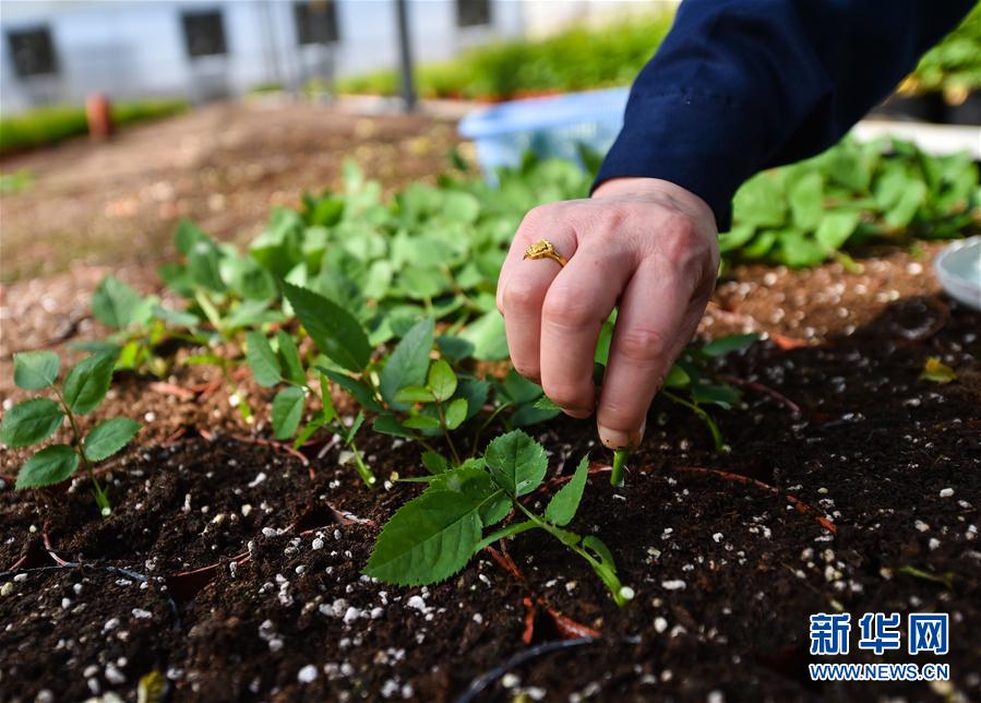 （經(jīng)濟）（6）山西太原：抓緊農(nóng)時 保障花卉市場供應