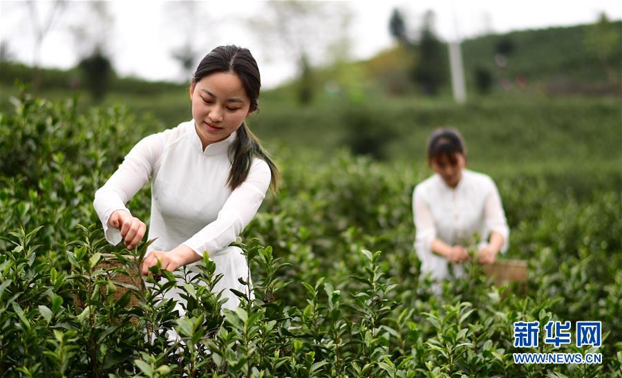 (經(jīng)濟(jì))(5)貴州余慶:20萬畝茶葉開采