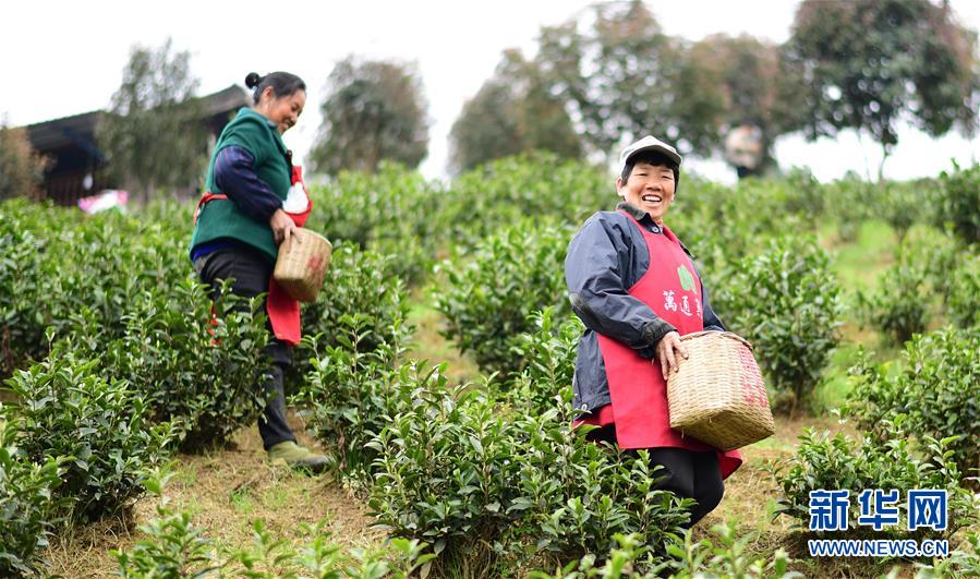 (經(jīng)濟(jì))(4)貴州余慶:20萬畝茶葉開采