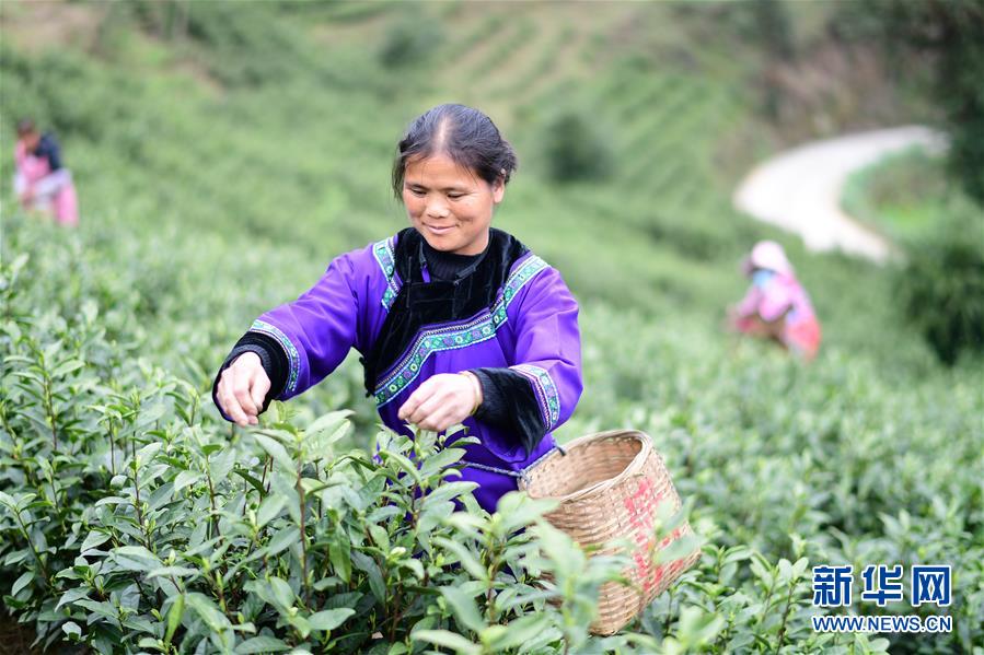 (經(jīng)濟(jì))(3)貴州余慶:20萬畝茶葉開采