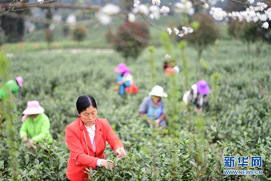 (經(jīng)濟(jì))(2)貴州余慶:20萬畝茶葉開采