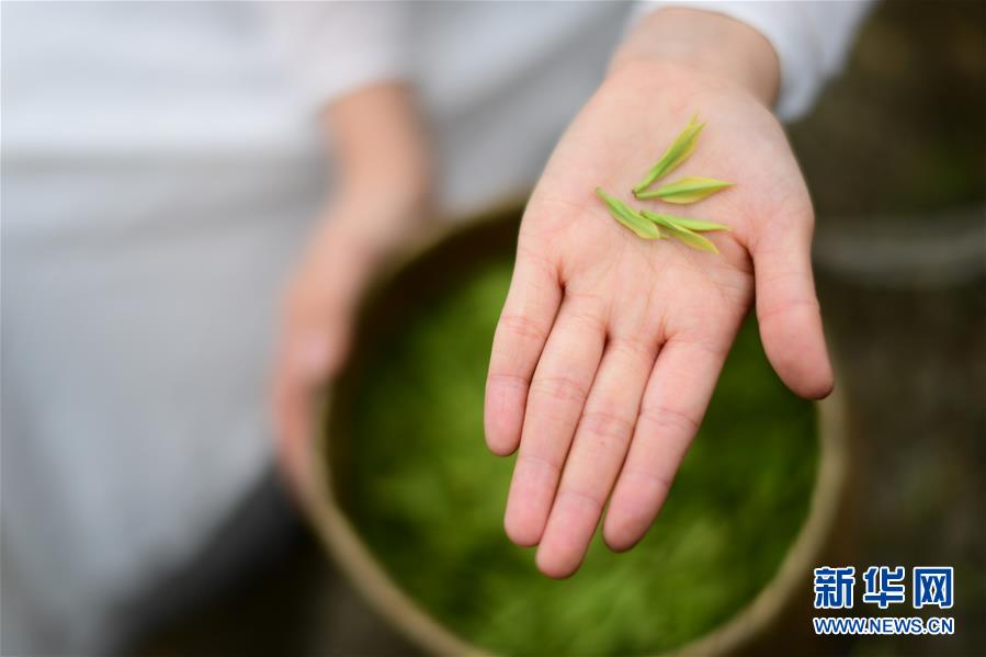 (經(jīng)濟(jì))(1)貴州余慶:20萬畝茶葉開采