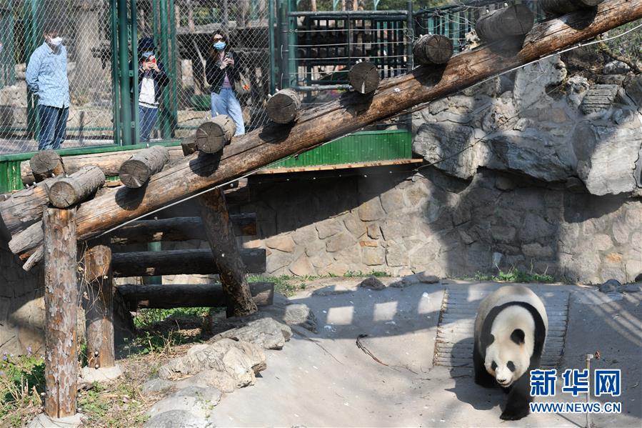 (社會)(6)北京動物園恢復(fù)開園