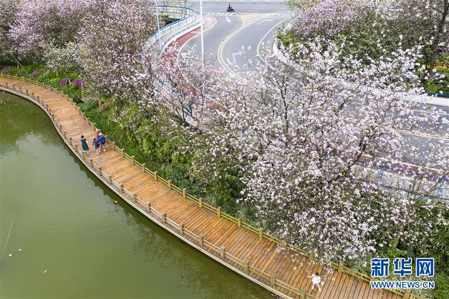 (春季美麗生態)(2)廣西柳州:洋紫荊盛開 城市成花海