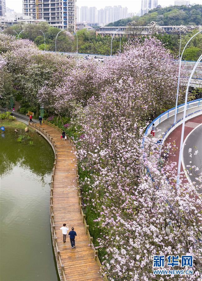 (春季美麗生態)(3)廣西柳州:洋紫荊盛開 城市成花海