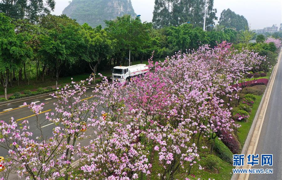 #(春季美麗生態)(6)廣西柳州:洋紫荊盛開 城市成花海